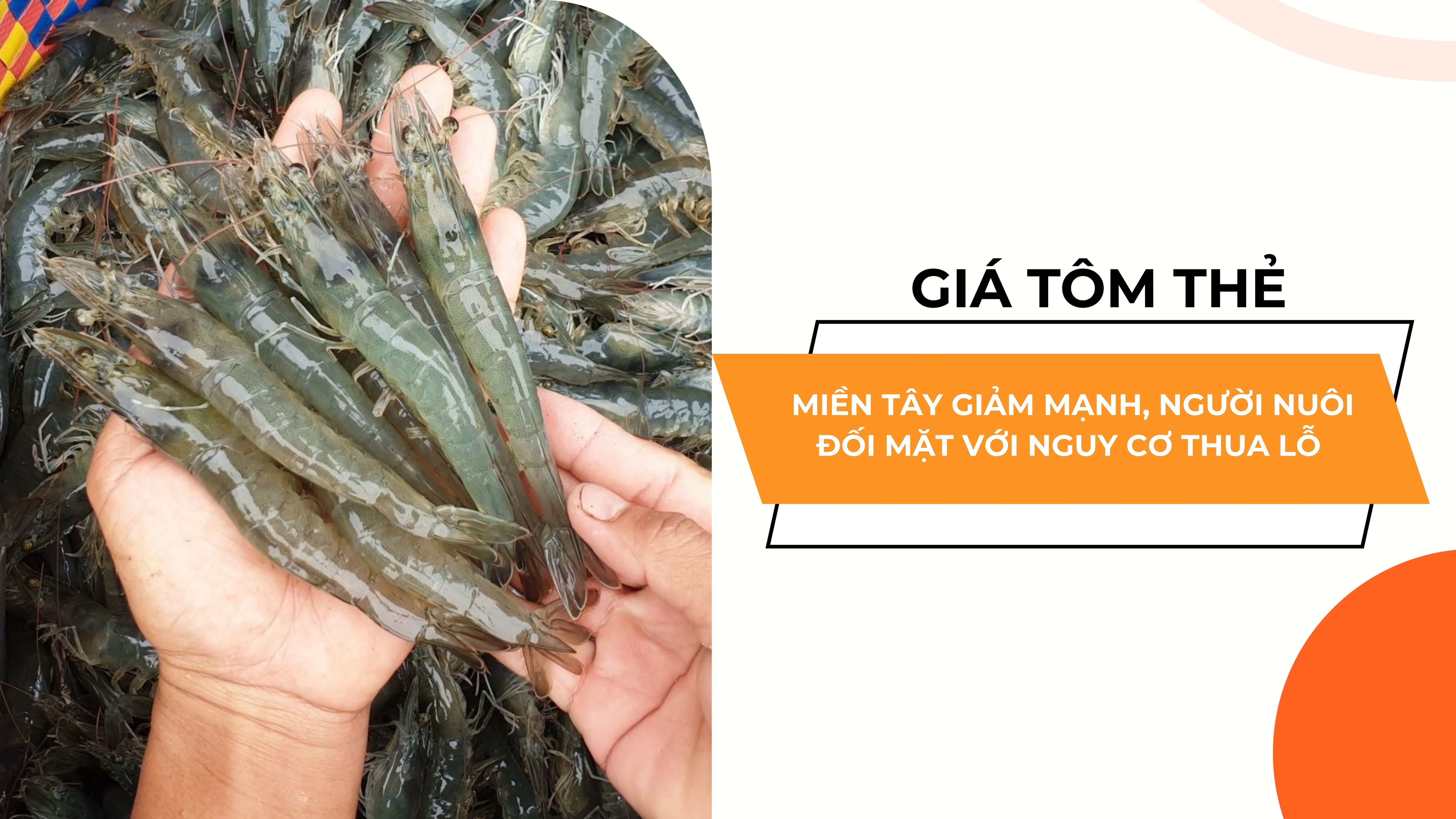 GIÁ TÔM THẺ MIỀN TÂY GIẢM MẠNH, NGƯỜI NUÔI ĐỐI MẶT VỚI NGUY CƠ THUA LỖ