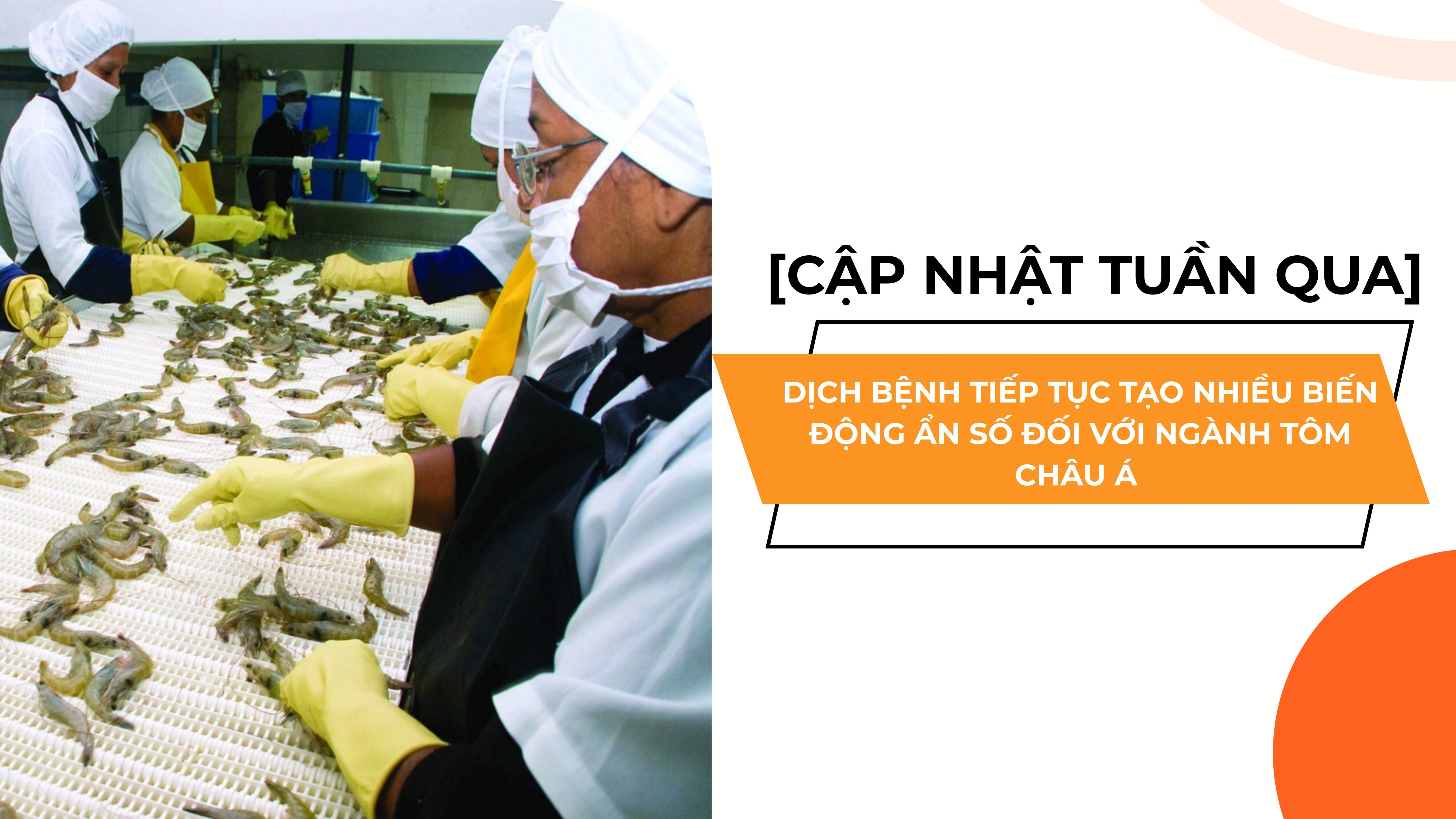 [CẬP NHẬT TUẦN QUA] DỊCH BỆNH TIẾP TỤC TẠO NHIỀU BIẾN ĐỘNG ẨN SỐ ĐỐI VỚI NGÀNH TÔM  CHÂU Á 