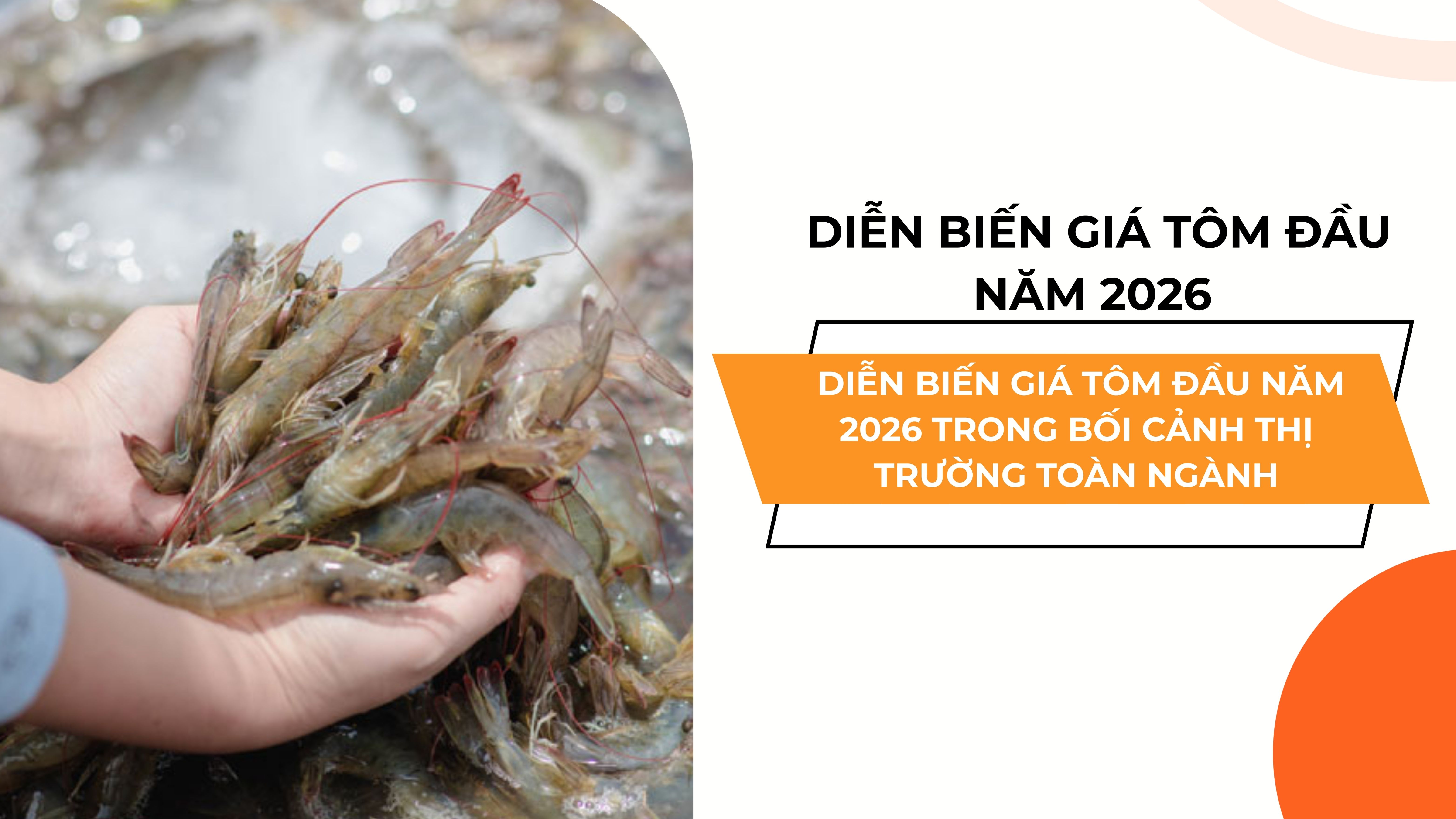 DIỄN BIẾN GIÁ TÔM ĐẦU NĂM 2026 TRONG BỐI CẢNH THỊ TRƯỜNG TOÀN NGÀNH