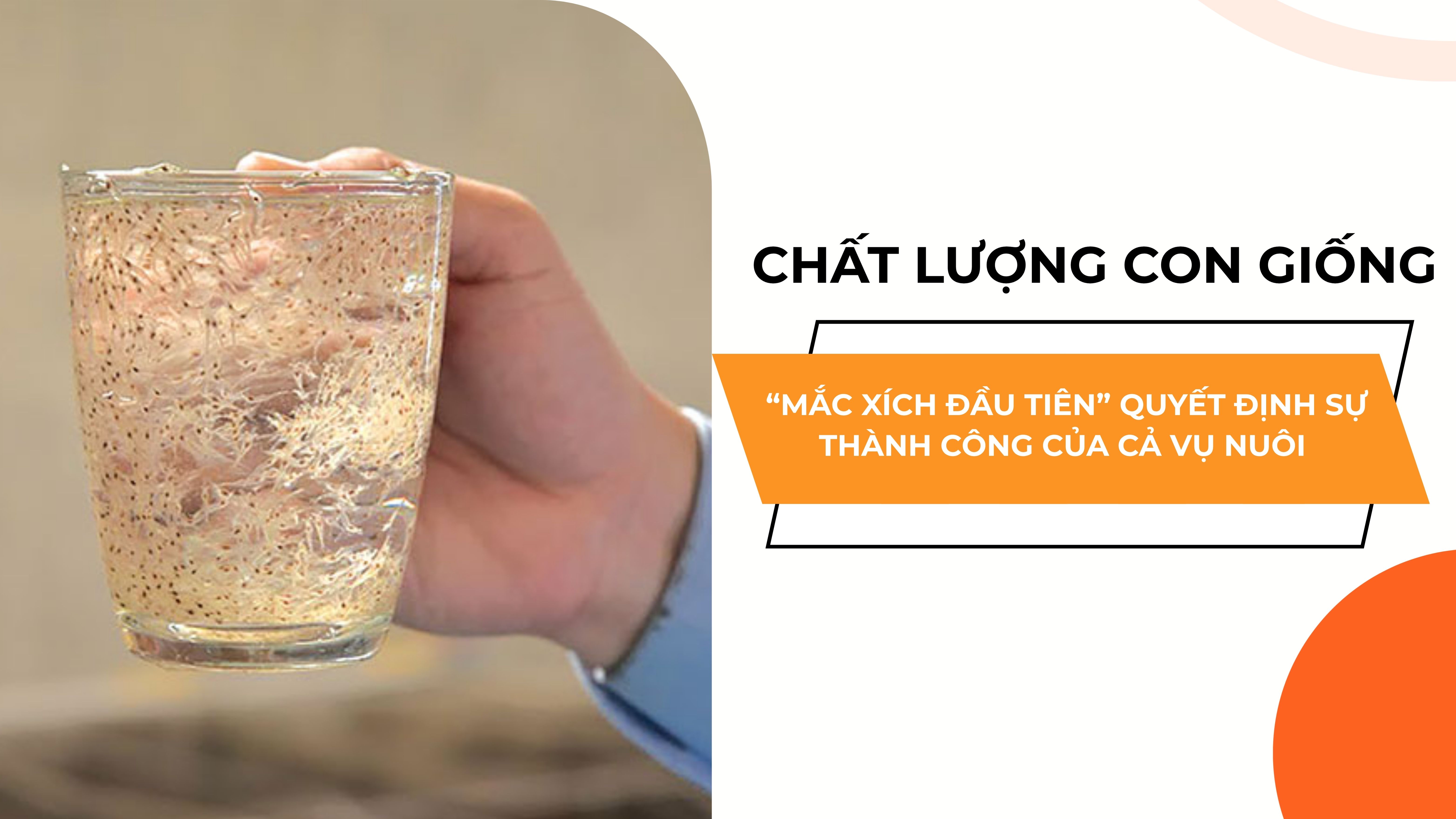 CHẤT LƯỢNG CON GIỐNG: “ MẮC XÍCH ĐẦU TIÊN” QUYẾT ĐỊNH SỰ THÀNH CÔNG CỦA CẢ VỤ NUÔI