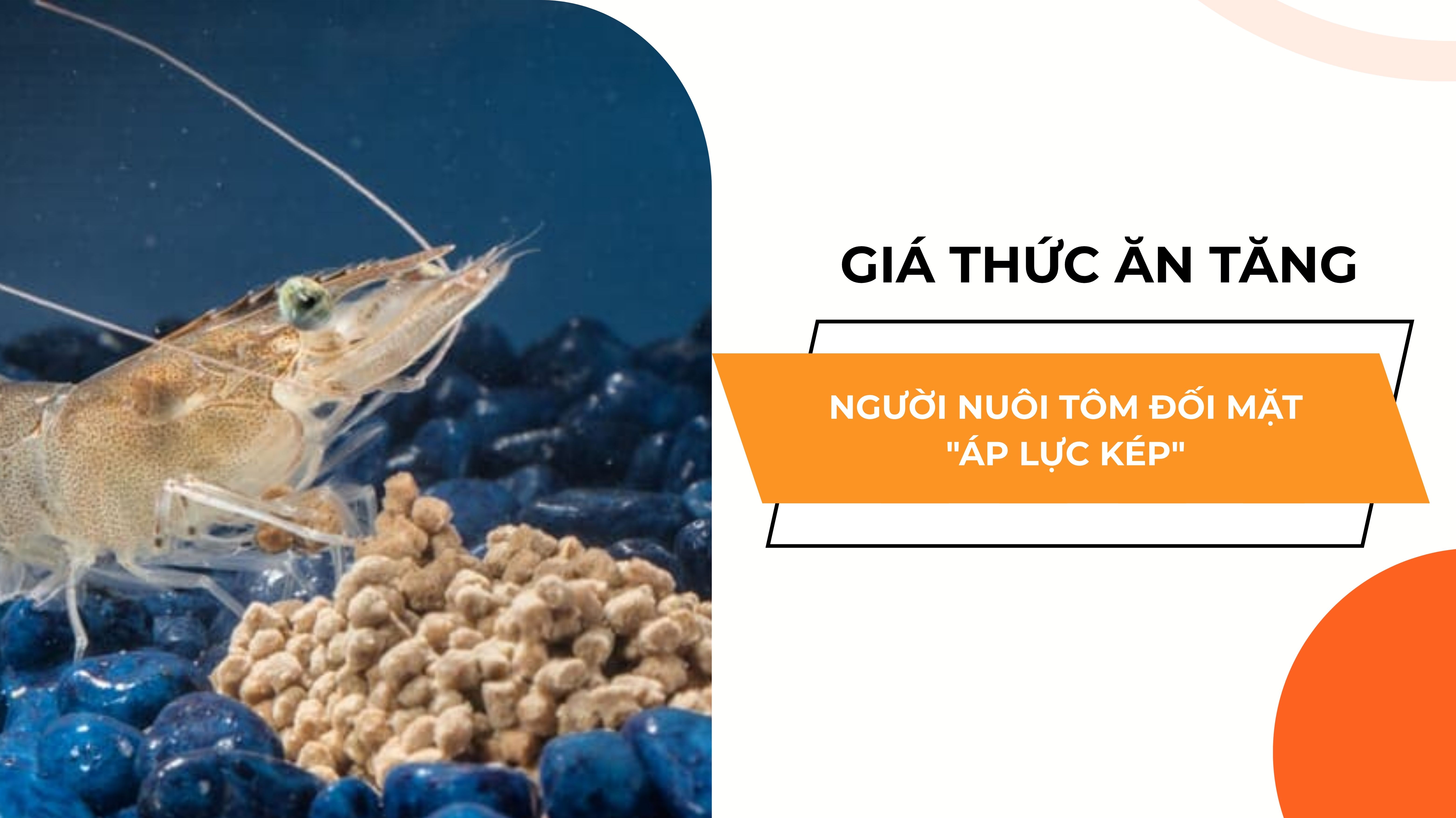 GIÁ THỨC ĂN TĂNG, NGƯỜI NUÔI TÔM ĐỐI MẶT "ÁP LỰC KÉP"