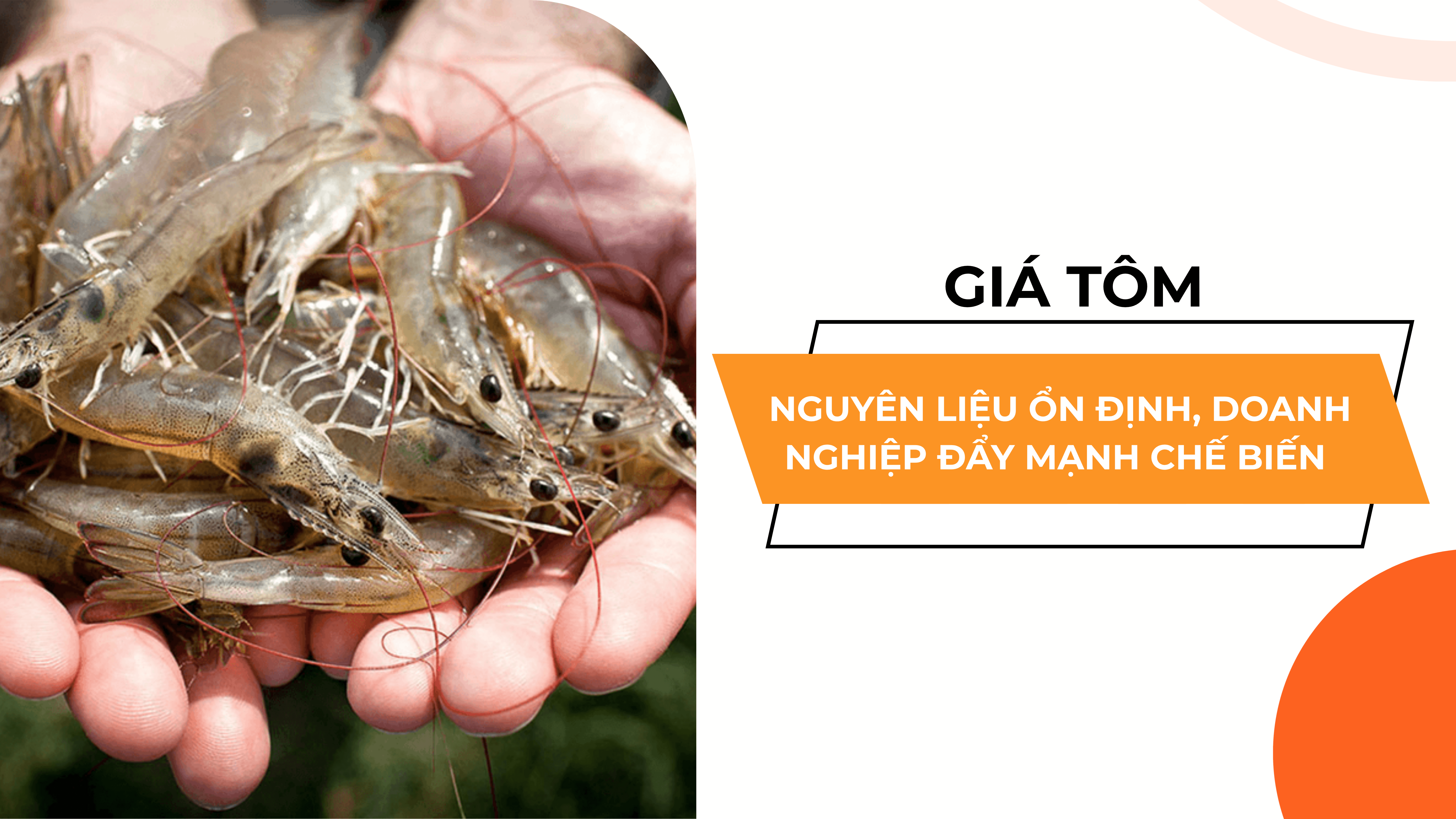 GIÁ TÔM NGUYÊN LIỆU ỔN ĐỊNH, DOANH NGHIỆP ĐẨY MẠNH CHẾ BIẾN