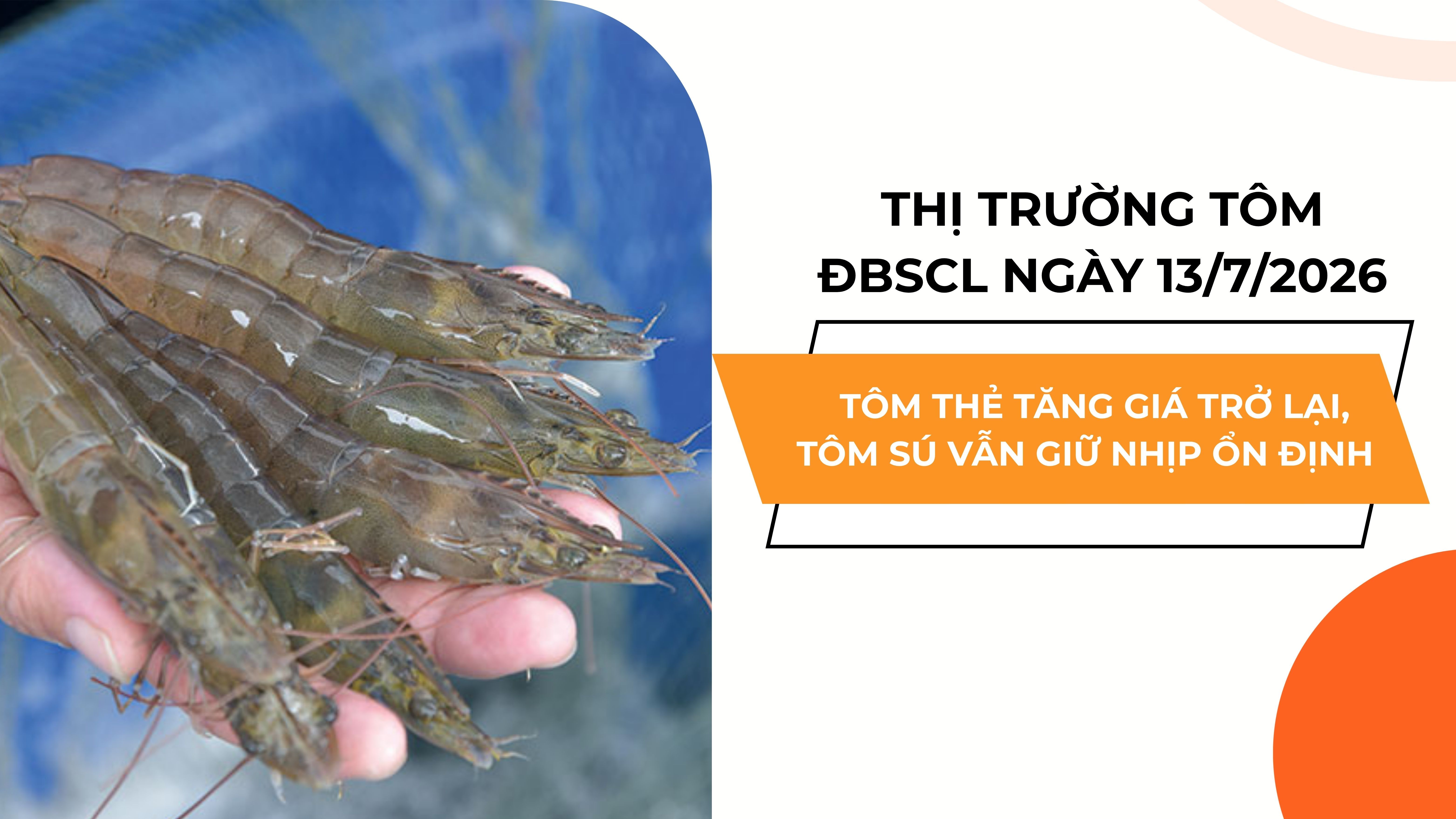 THỊ TRƯỜNG TÔM ĐBSCL NGÀY 13/7/2026: TÔM THẺ TĂNG GIÁ TRỞ LẠI, TÔM SÚ VẪN GIỮ NHỊP ỔN ĐỊNH 