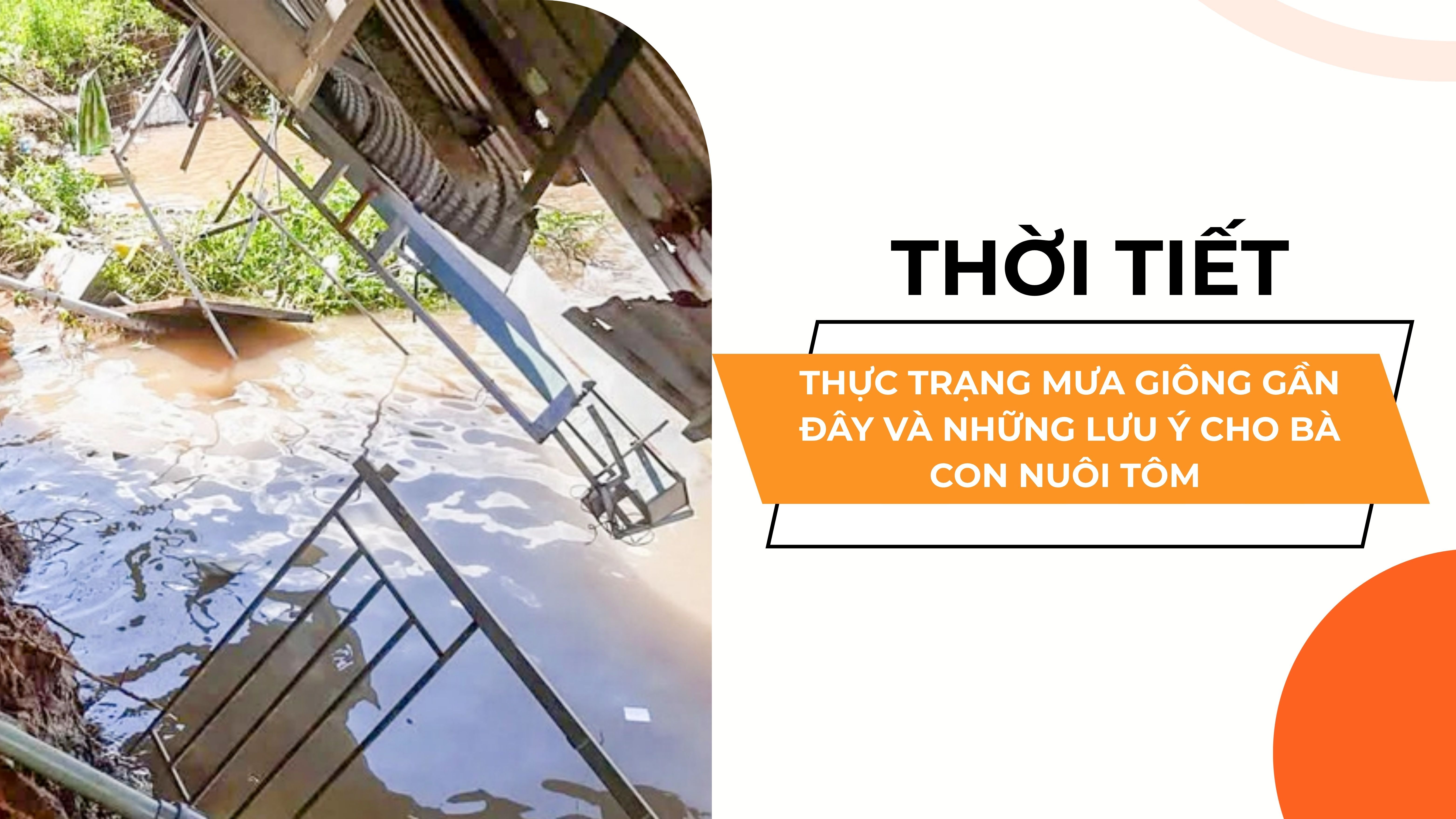 THỰC TRẠNG MƯA GIÔNG GẦN ĐÂY VÀ NHỮNG LƯU Ý CHO BÀ CON NUÔI TÔM 