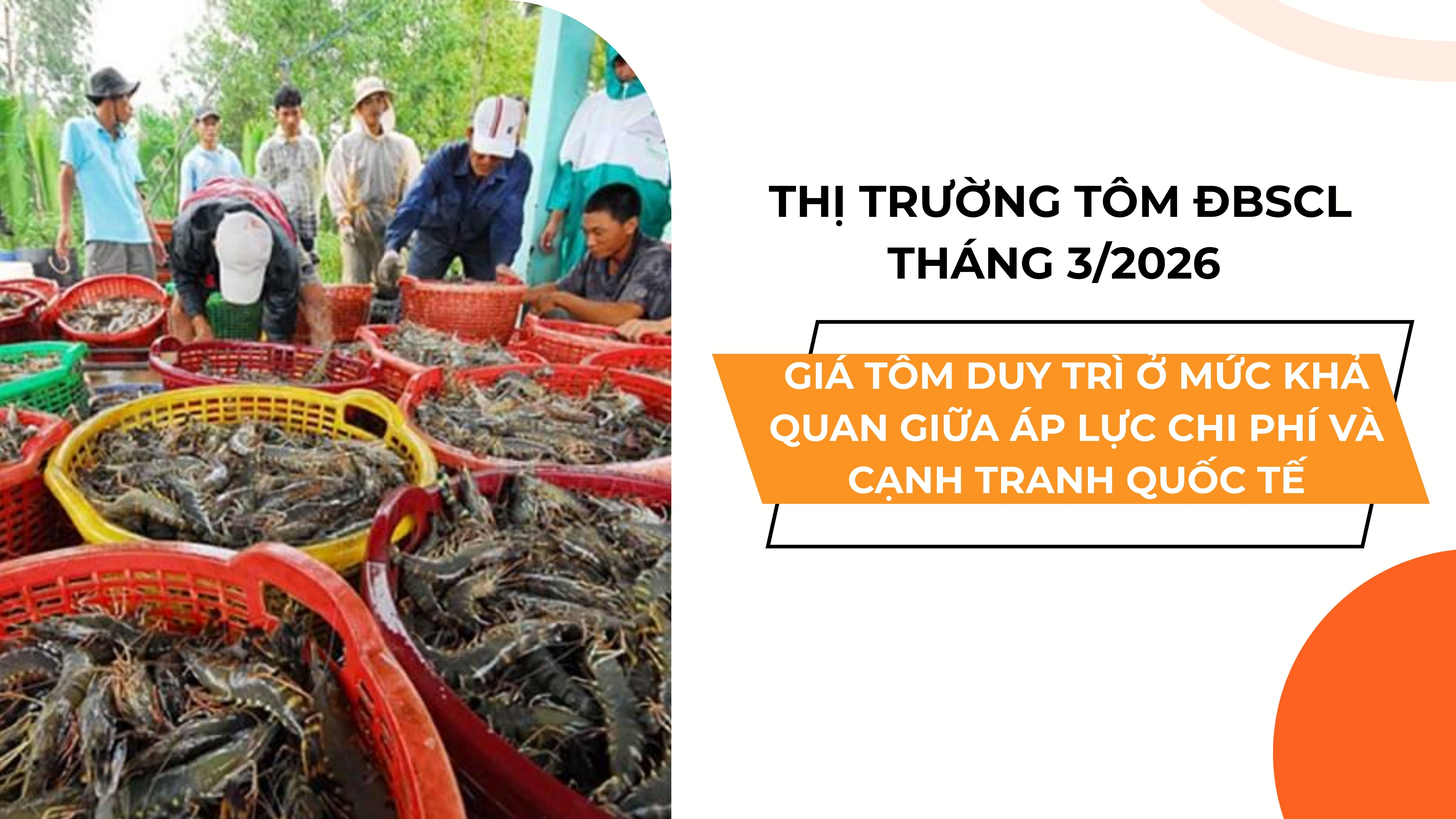  THỊ TRƯỜNG TÔM ĐBSCL THÁNG 3/2026: GIÁ TÔM DUY TRÌ Ở MỨC KHẢ QUAN GIỮA ÁP LỰC CHI PHÍ VÀ CẠNH TRANH QUỐC TẾ