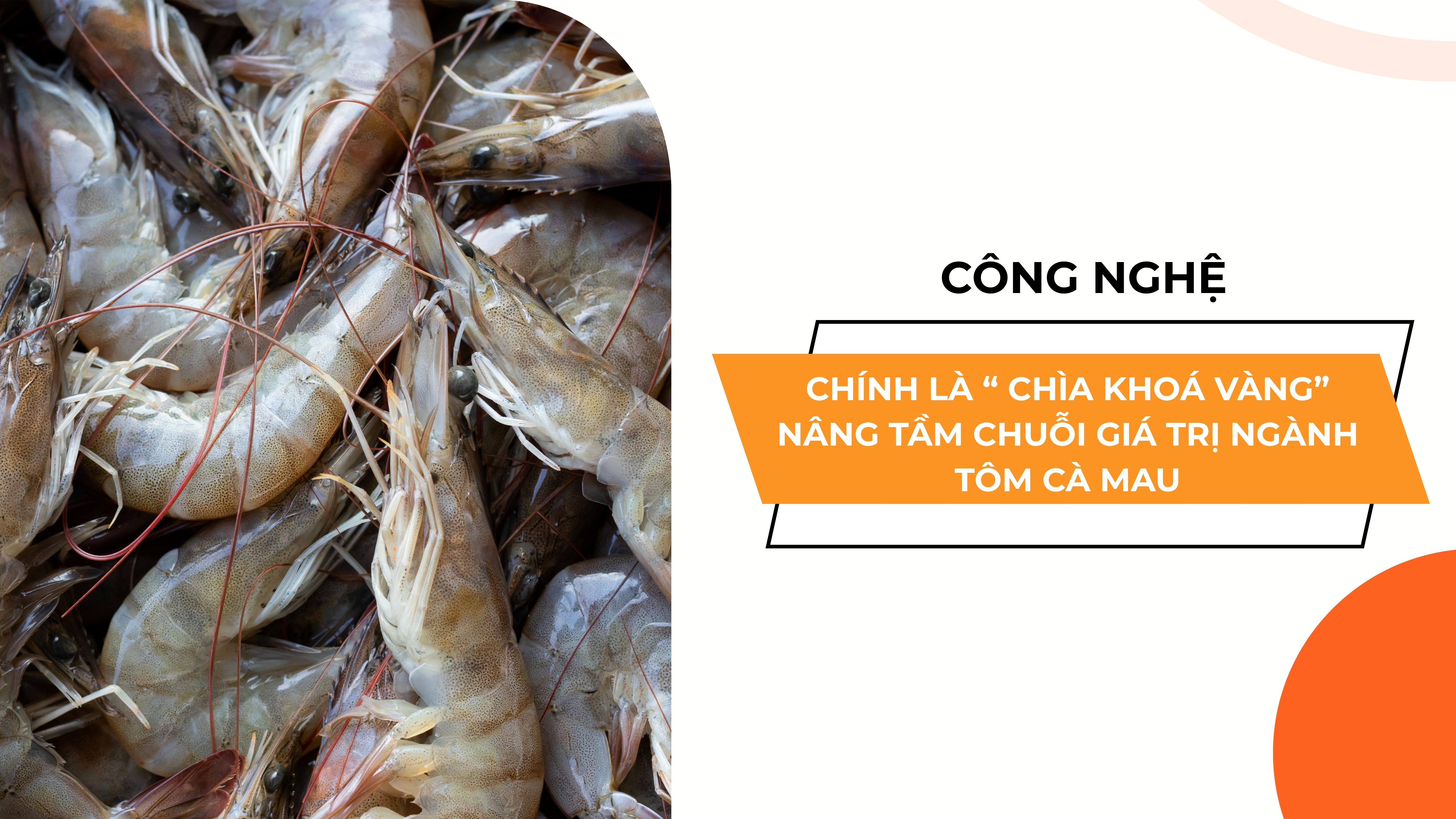 CÔNG NGHỆ CHÍNH LÀ “ CHÌA KHOÁ VÀNG” NÂNG TẦM CHUỖI GIÁ TRỊ NGÀNH TÔM CÀ MAU