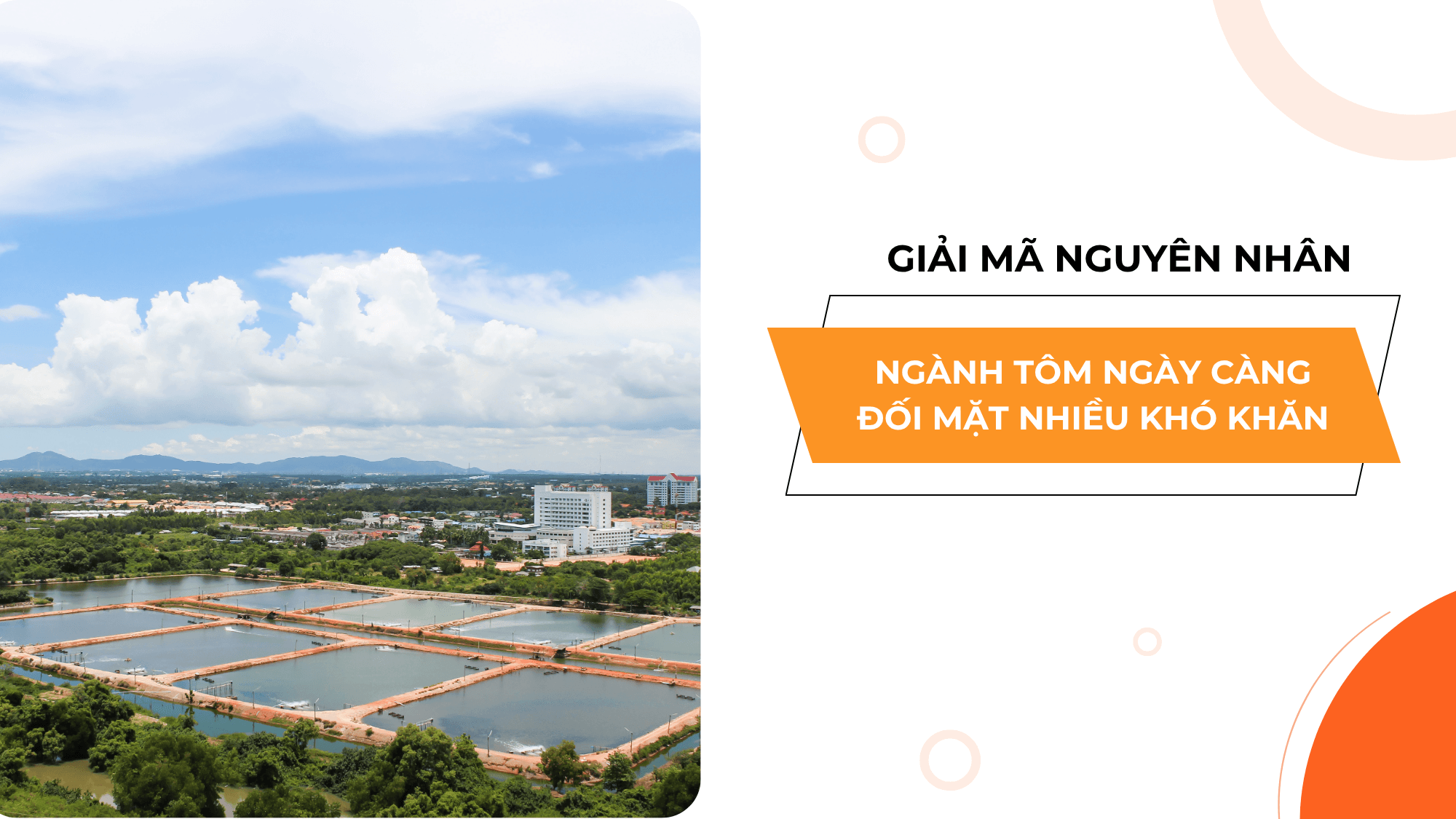 GIẢI MÃ NGUYÊN NHÂN KHIẾN NGHỀ NUÔI TÔM NGÀY CÀNG KHÓ KHĂN