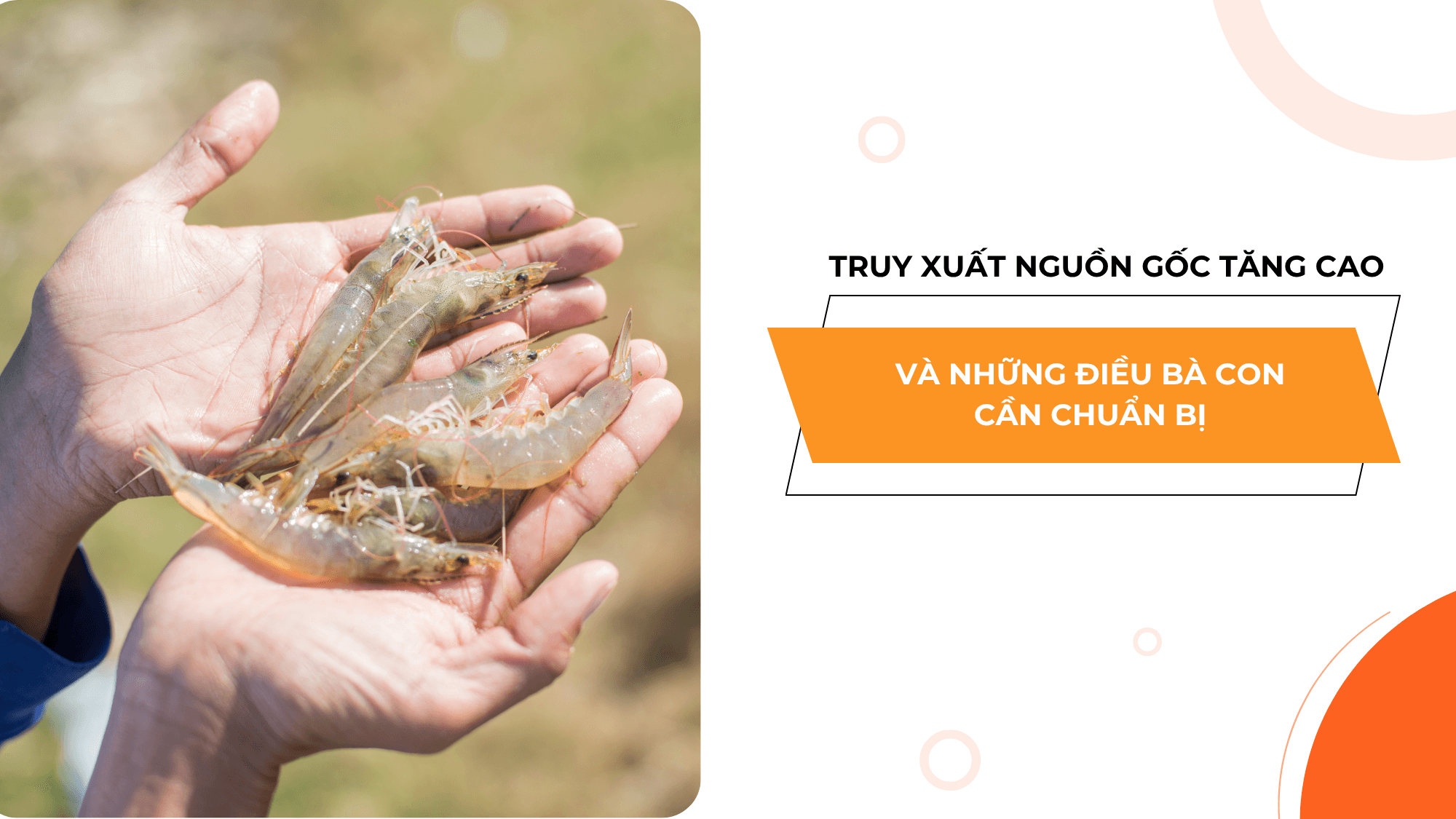 TRUY XUẤT NGUỒN GỐC VÀ ỨNG DỤNG CÔNG NGHỆ VÌ MỘT NGÀNH TÔM ĐẠT CHUẨN