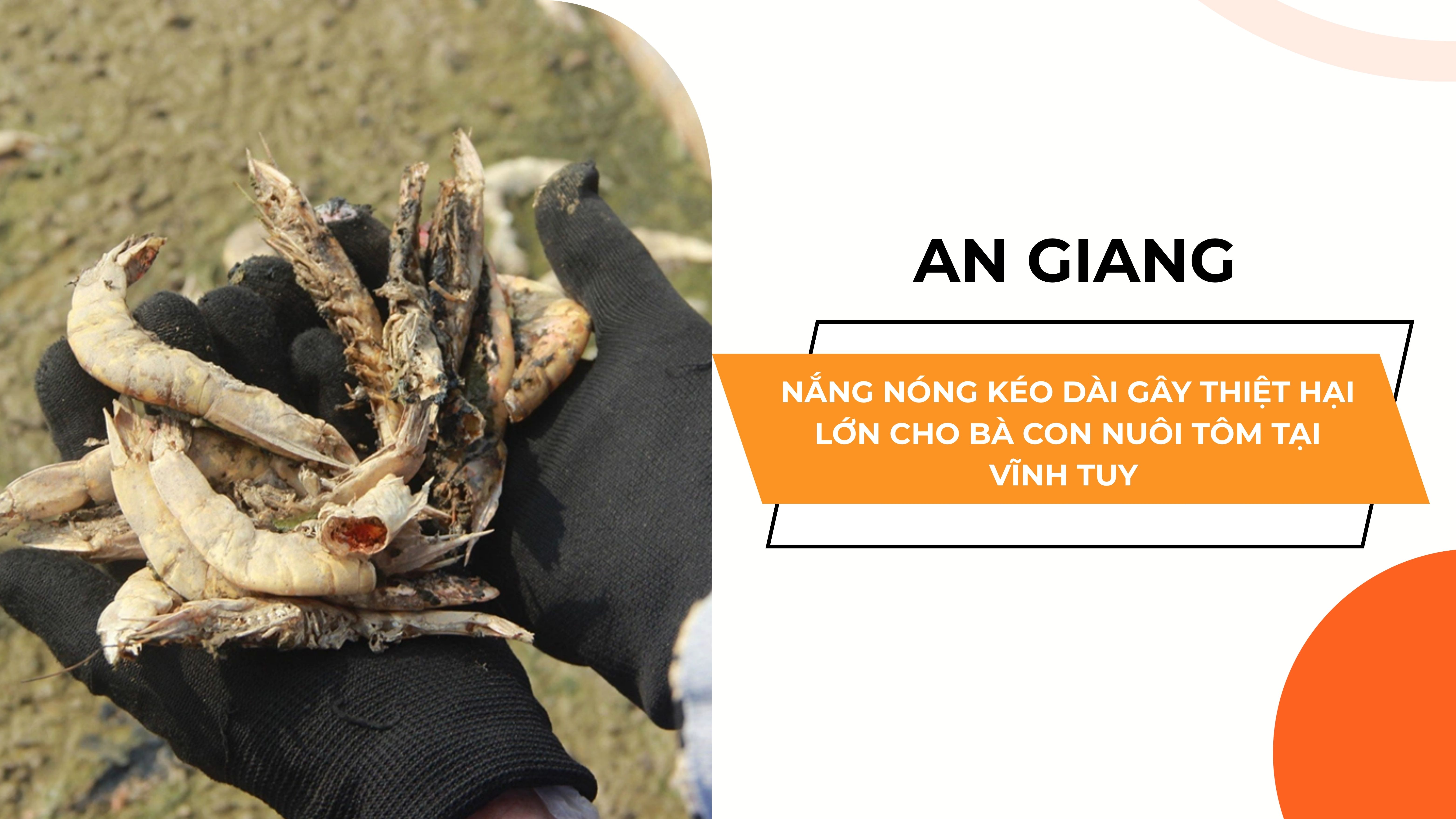 NẮNG NÓNG KÉO DÀI GÂY THIỆT HẠI LỚN CHO BÀ CON NUÔI TÔM TẠI VĨNH TUY - AN GIANG