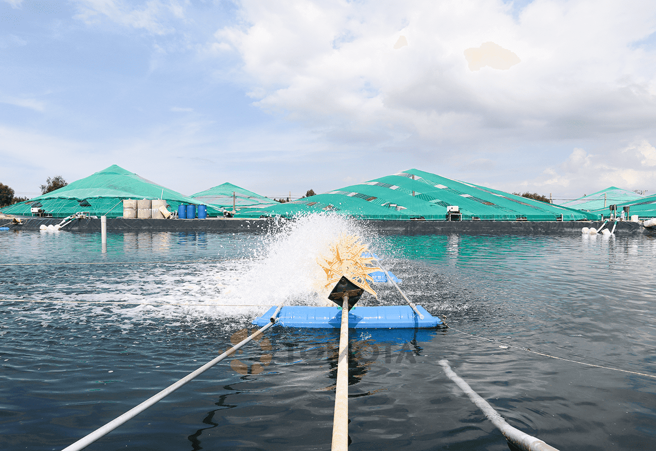 nuoi_tom_cong_nghe_cao_la_gi_e9946e2eb7.png