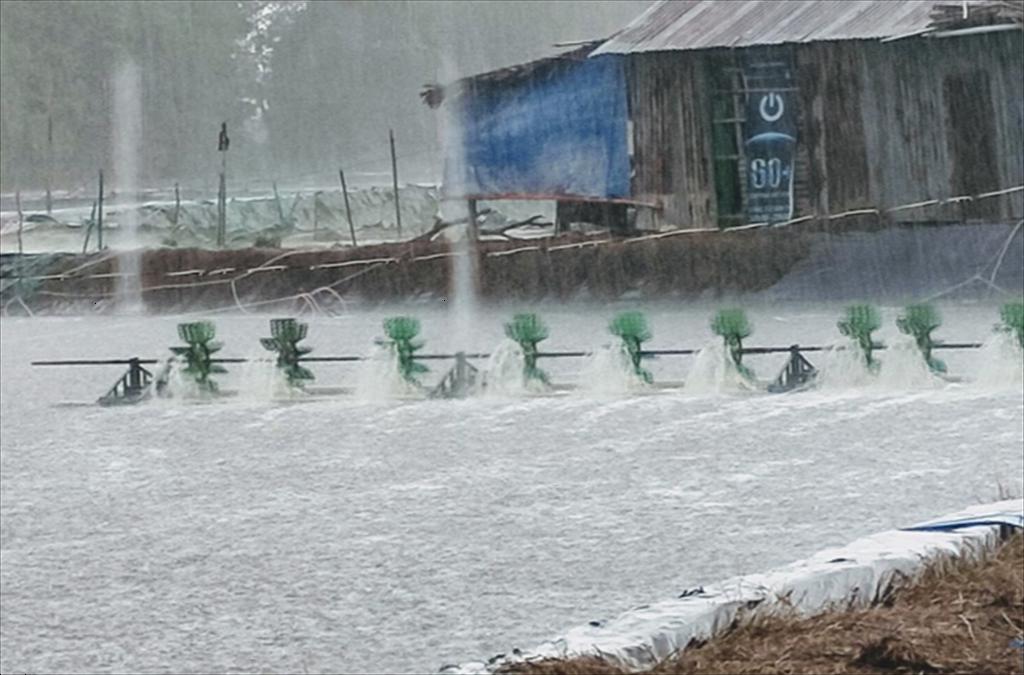 nuôi tôm mùa bão.jpeg