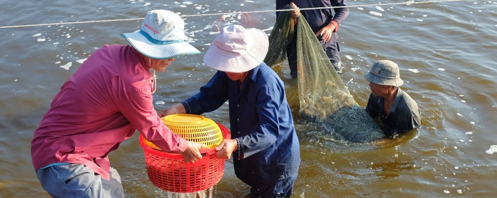 Tôm Việt Nam còn nhiều cơ hội và tiềm năng tại Trung Quốc